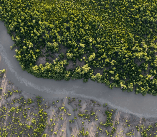 Plant 10 Additional Trees | 125 kg CO₂ estimated annual sequestration
